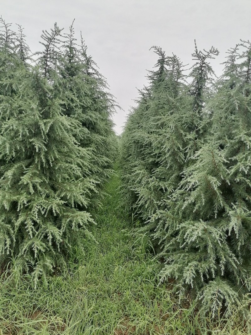 4一5米雪松树，冠2米左右，树形好