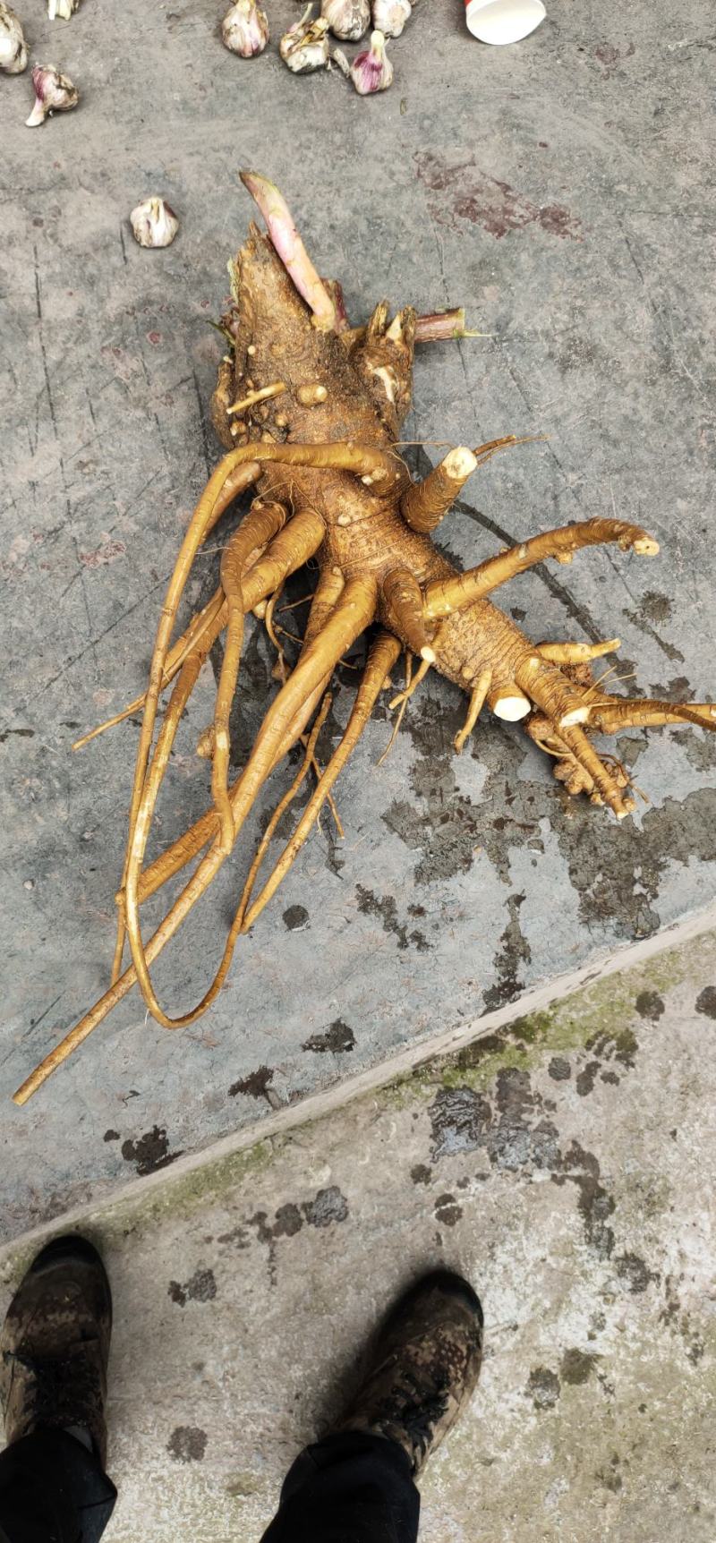 新鲜商陆，干的现货都有，基地直发量大质优，全国发货
