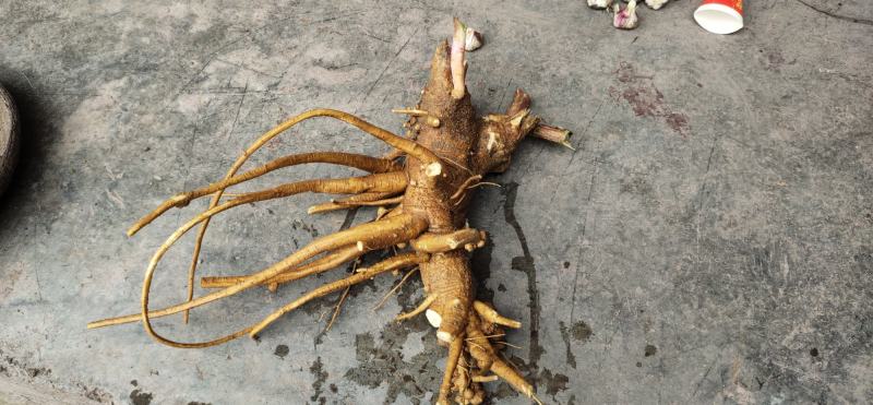 新鲜商陆，干的现货都有，基地直发量大质优，全国发货