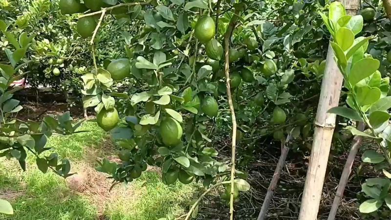 广东无籽香水柠檬（缺果季，山地果香味浓郁）