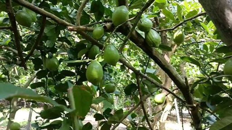 广东无籽香水柠檬（缺果季，山地果香味浓郁）