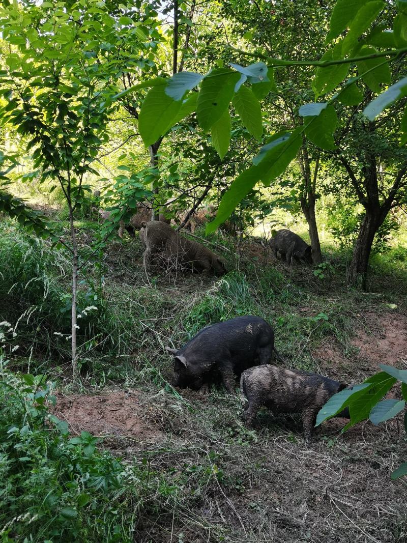 睹养牌杂交土猪，生长一年半`，每亩少于五头散养补饲原粮