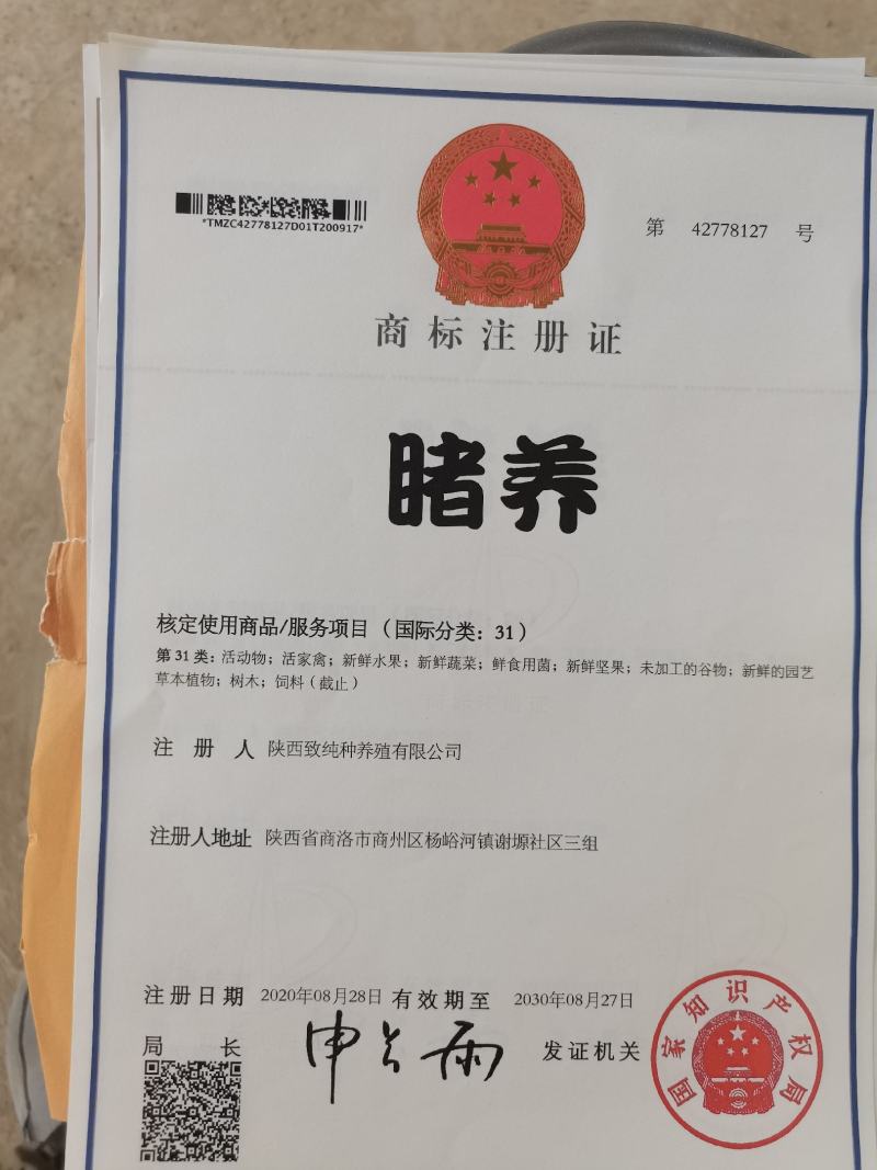 睹养牌杂交土猪，生长一年半`，每亩少于五头散养补饲原粮