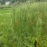 野生水蜡烛苗原生态毛蜡烛新鲜采摘香蒲棒草蒲绒做棒
