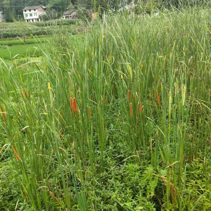 野生水蜡烛苗原生态毛蜡烛新鲜采摘香蒲棒草蒲绒做棒