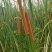 野生水蜡烛苗原生态毛蜡烛新鲜采摘香蒲棒草蒲绒做棒