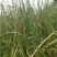 野生水蜡烛苗原生态毛蜡烛新鲜采摘香蒲棒草蒲绒做棒