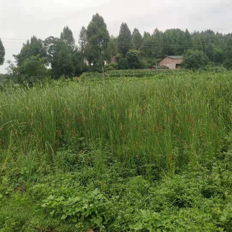 野生水蜡烛苗原生态毛蜡烛新鲜采摘香蒲棒草蒲绒做棒