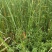 野生水蜡烛苗原生态毛蜡烛新鲜采摘香蒲棒草蒲绒做棒