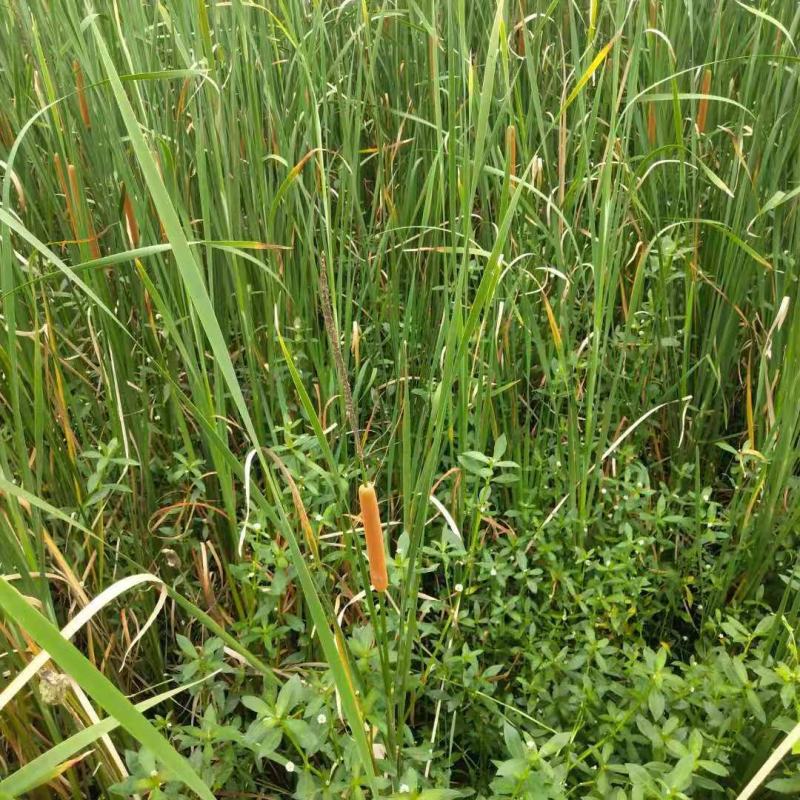 野生水蜡烛苗原生态毛蜡烛新鲜采摘香蒲棒草蒲绒做棒