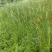 野生水蜡烛苗原生态毛蜡烛新鲜采摘香蒲棒草蒲绒做棒