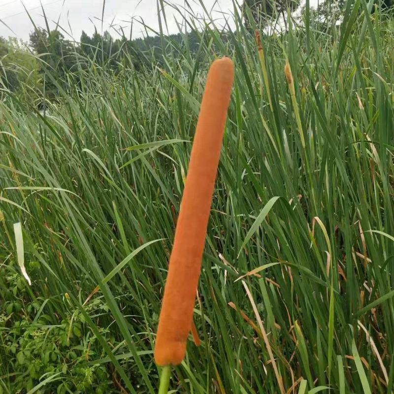 野生水蜡烛苗原生态毛蜡烛新鲜采摘香蒲棒草蒲绒做棒