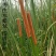 野生水蜡烛苗原生态毛蜡烛新鲜采摘香蒲棒草蒲绒做棒