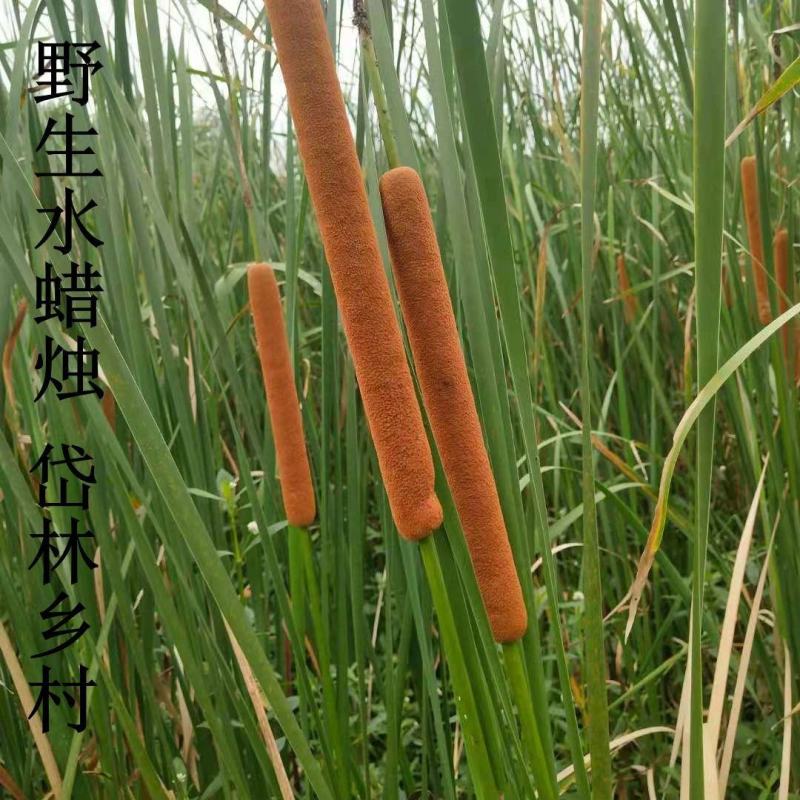 野生水蜡烛苗原生态毛蜡烛新鲜采摘香蒲棒草蒲绒做棒