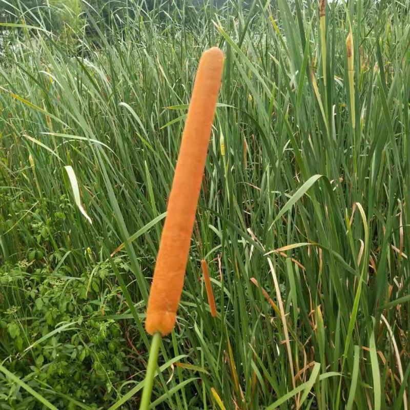 野生水蜡烛苗原生态毛蜡烛新鲜采摘香蒲棒草蒲绒做棒