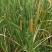 野生水蜡烛苗原生态毛蜡烛新鲜采摘香蒲棒草蒲绒做棒