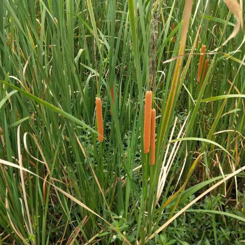 野生水蜡烛苗原生态毛蜡烛新鲜采摘香蒲棒草蒲绒做棒