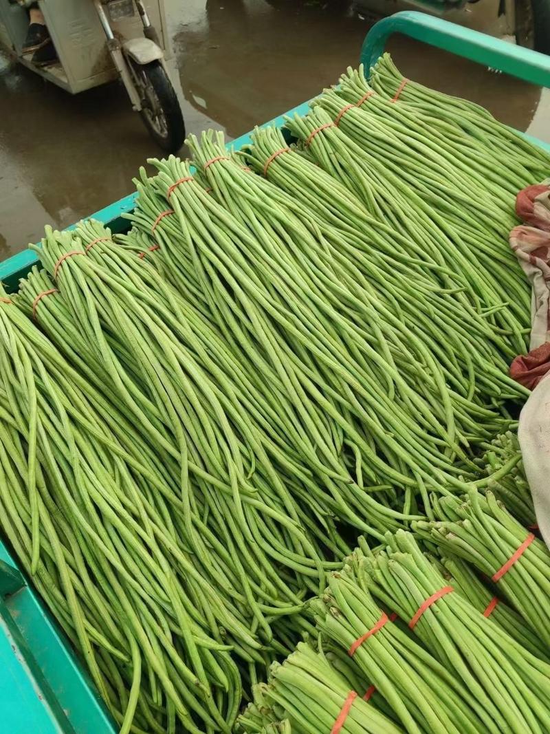 【长豆角】产地大量供应优质长豆角颜色绿条形长适合各大市场