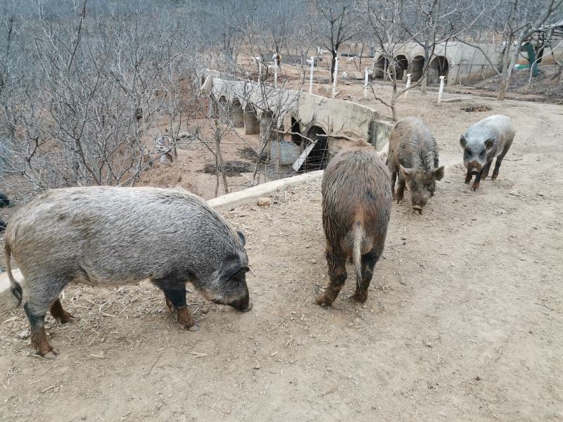 睹养牌杂交土猪，生长一年半`，每亩少于五头散养补饲原粮