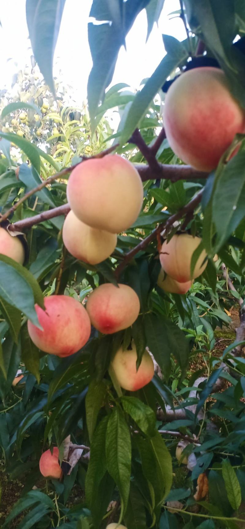 北京八号水蜜桃
