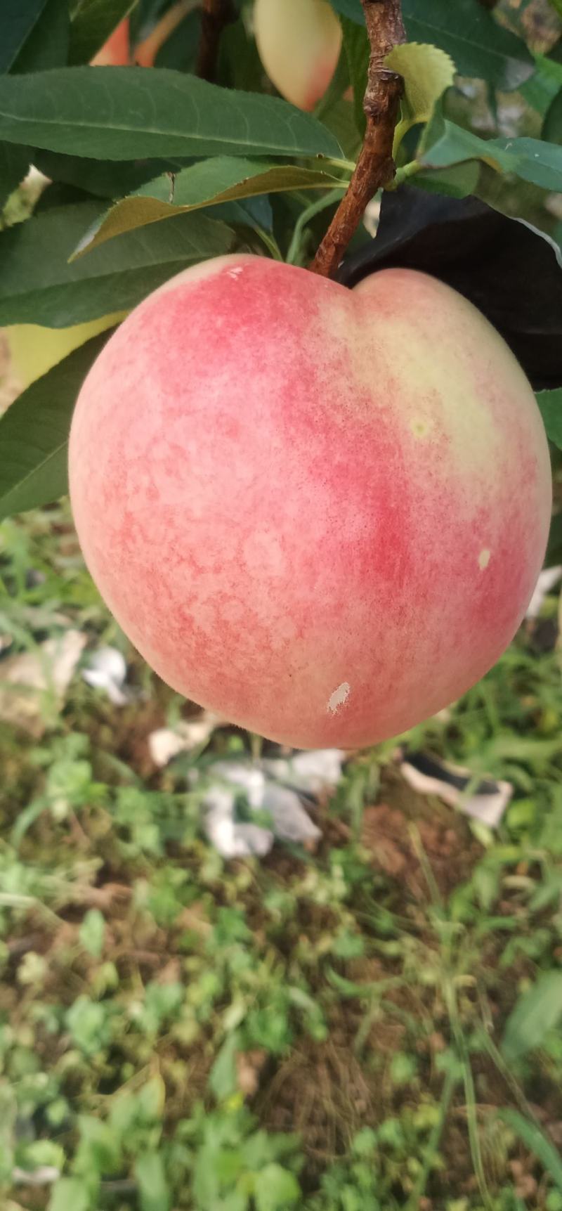 北京八号水蜜桃