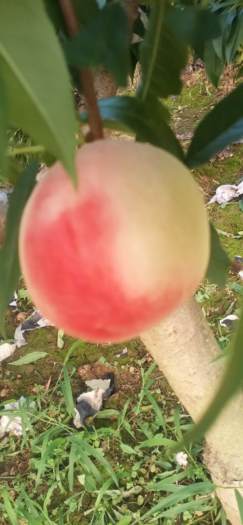 北京八号水蜜桃