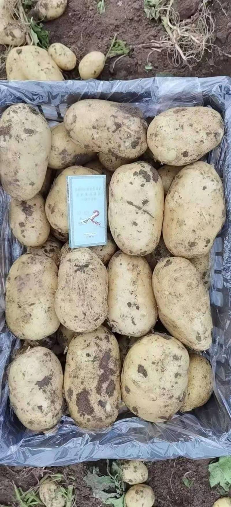 土豆大量上市