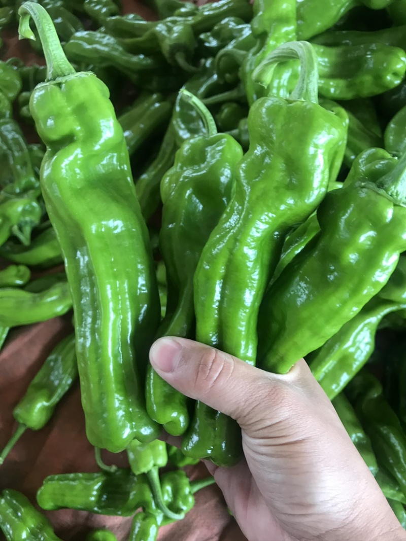 山东费县鲜辣椒薄皮椒货源充足，电商市场超市大量供应