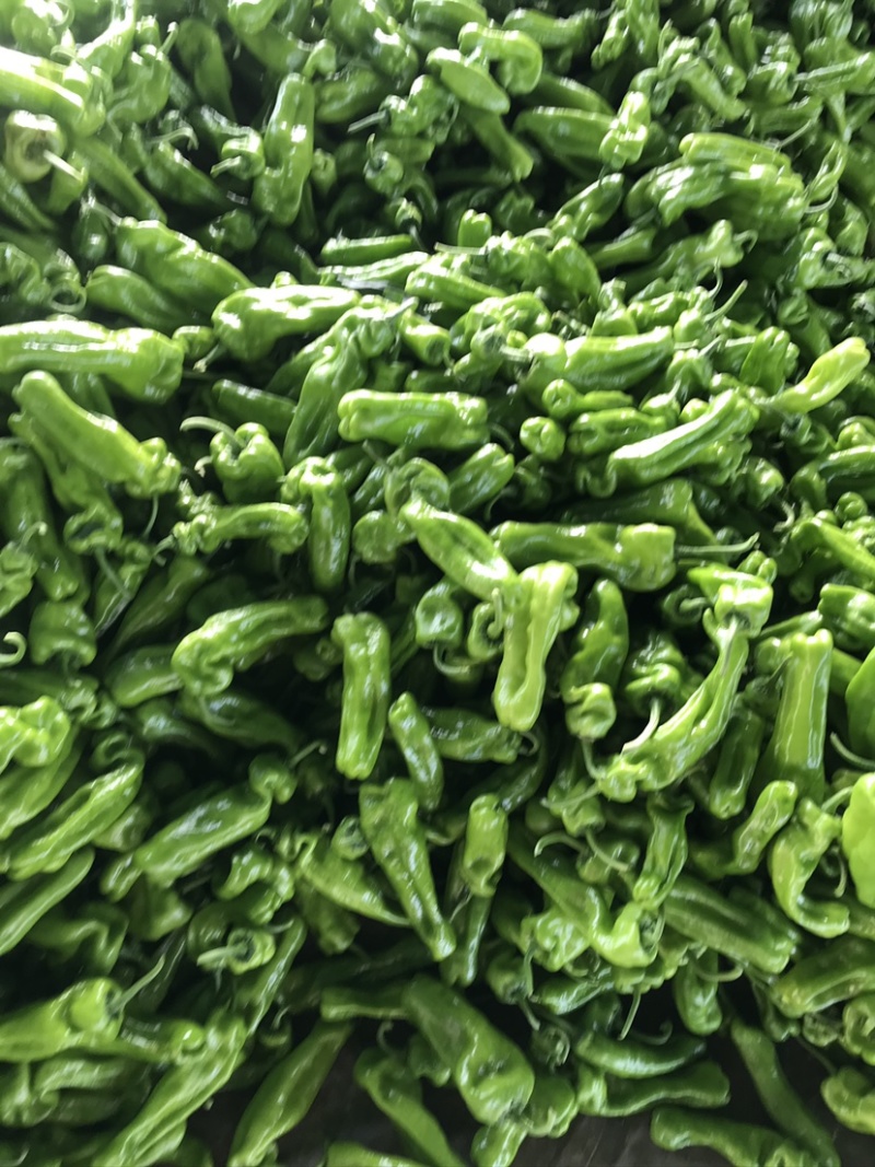 山东费县鲜辣椒薄皮椒货源充足，电商市场超市大量供应