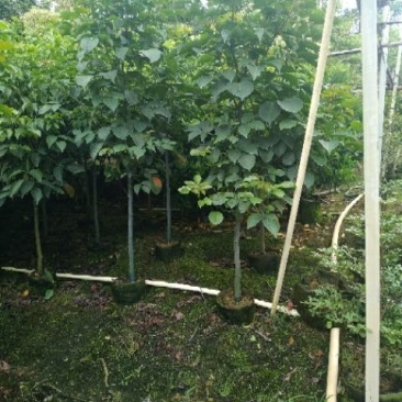 秋枫重阳木地劲2-3公分大量经营欢迎订购联系我