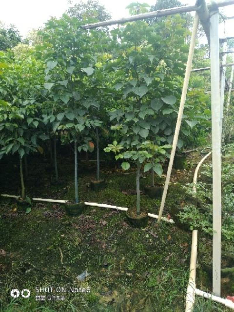 秋枫重阳木地劲2-3公分大量经营欢迎订购联系我