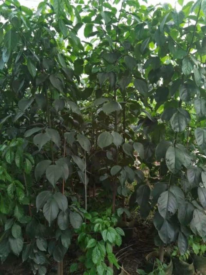 秋枫重阳木地劲2-3公分大量经营欢迎订购联系我
