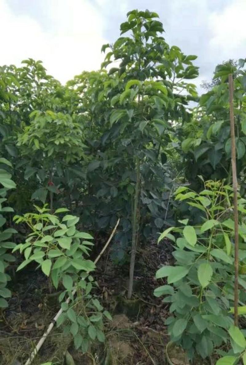 秋枫重阳木地劲2-3公分大量经营欢迎订购联系我