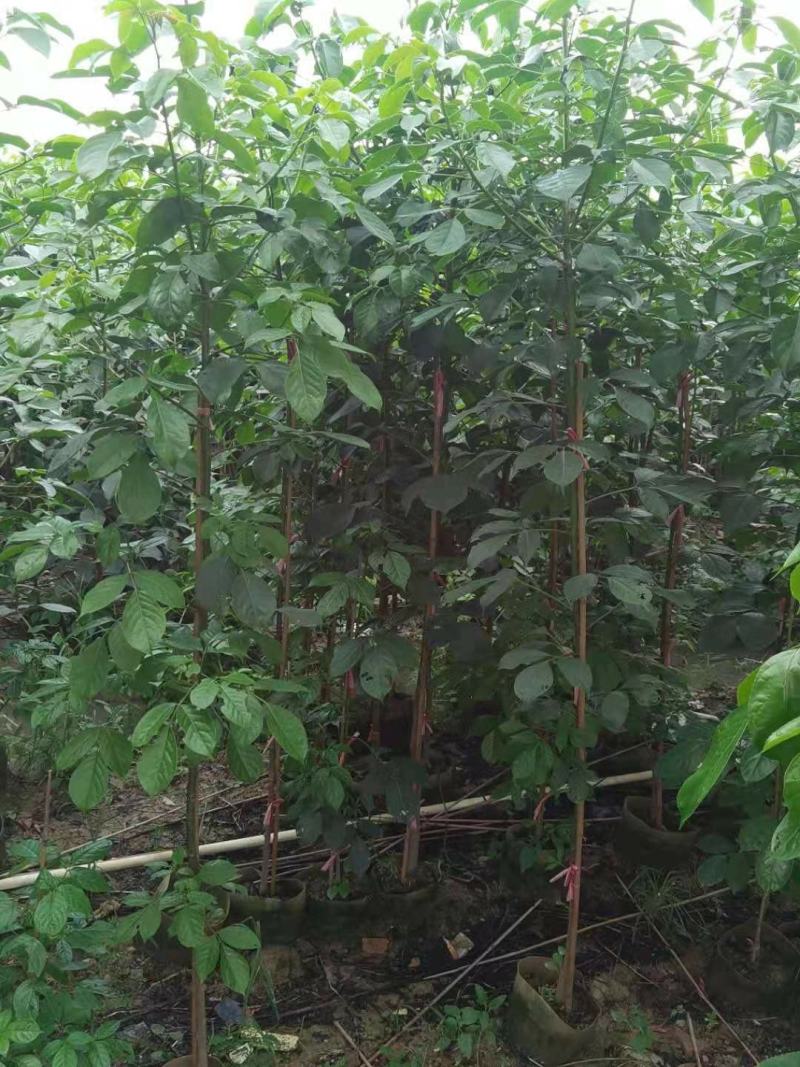 秋枫重阳木地劲2-3公分大量经营欢迎订购联系我