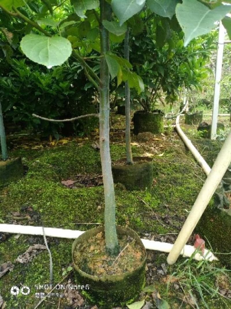 秋枫重阳木地劲2-3公分大量经营欢迎订购联系我