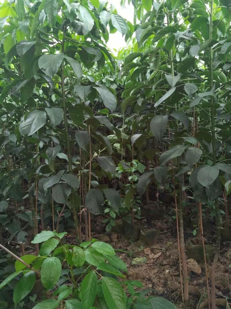 秋枫重阳木地劲2-3公分大量经营欢迎订购联系我