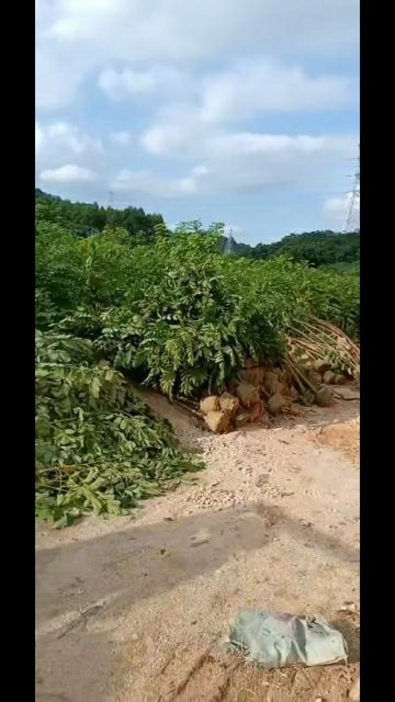 火焰木