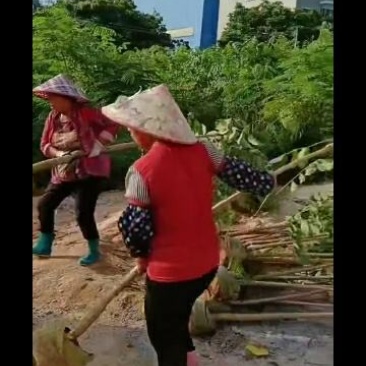 火焰木