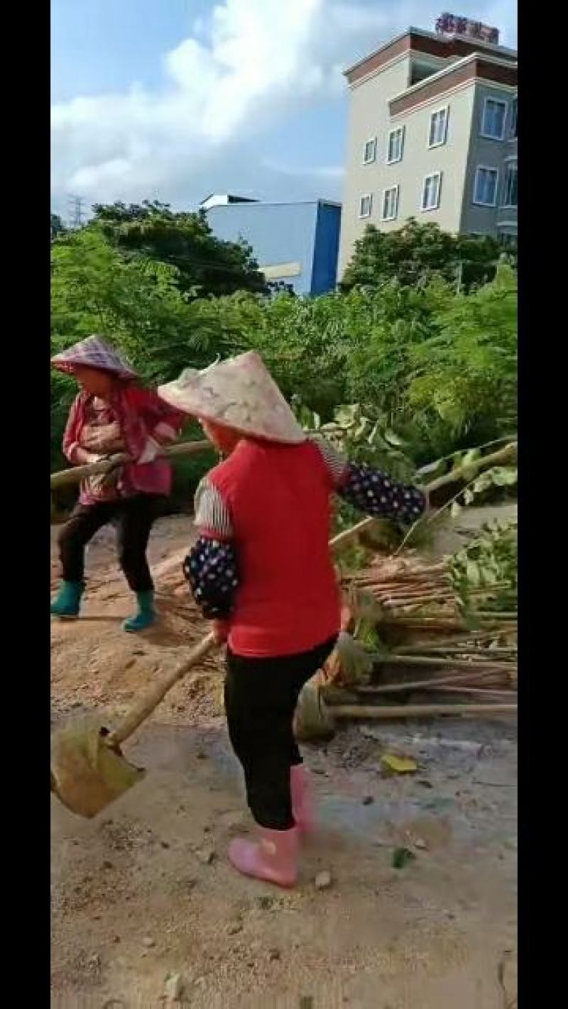 火焰木