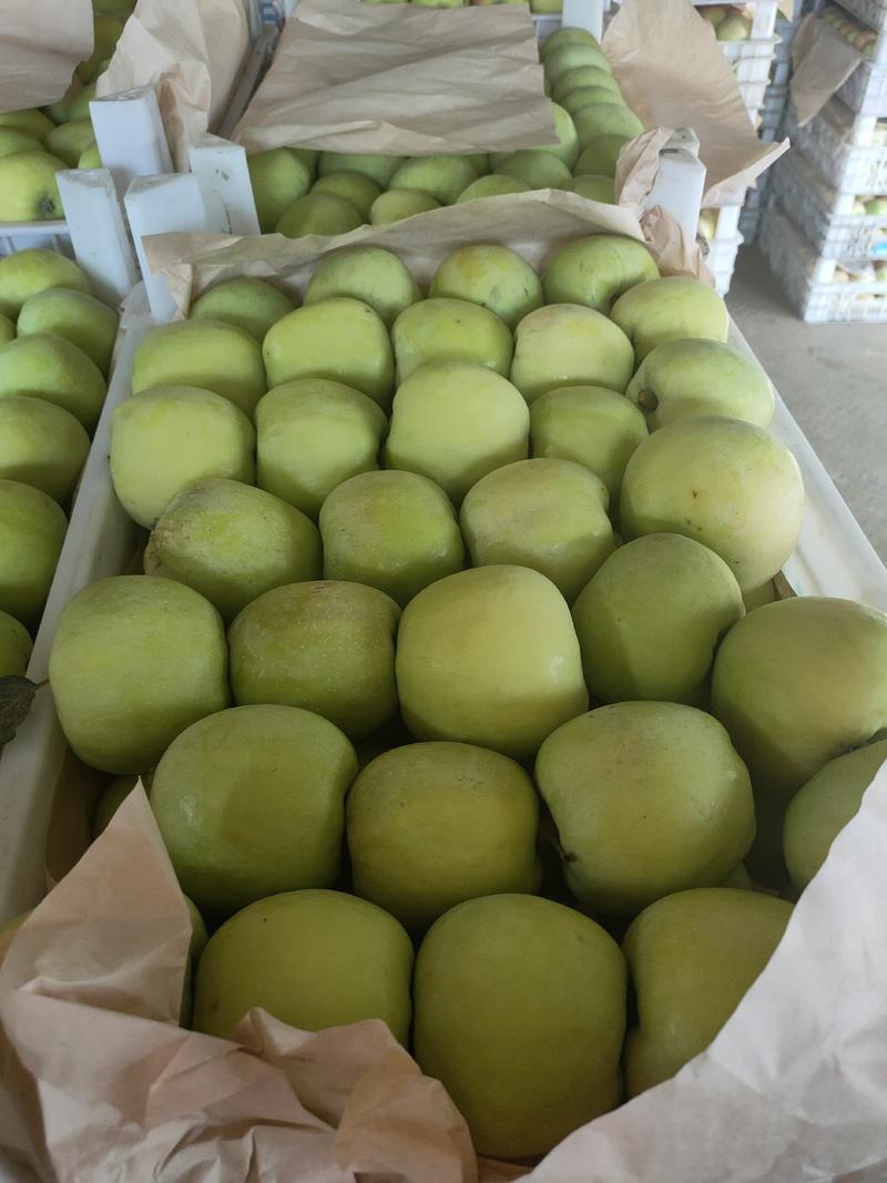 河北晋州藤木苹果大量下树欢迎新老客户订购