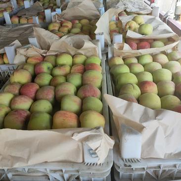 河北晋州藤木苹果大量下树欢迎新老客户订购