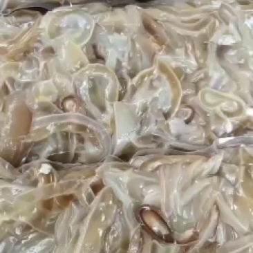 牛耳丝自家煮货，可正，可切丝，批发零售大量现货，货真价实