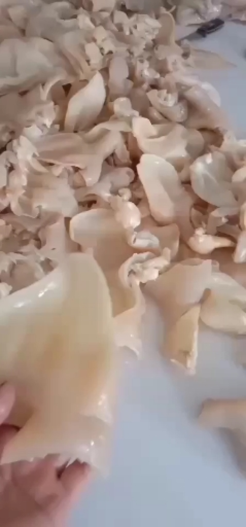 牛耳丝自家煮货，可正，可切丝，批发零售大量现货，货真价实