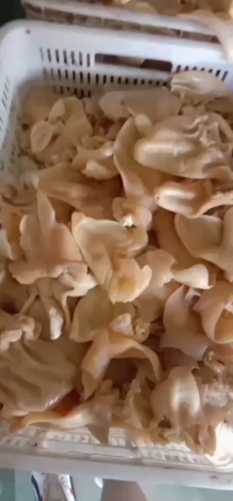 牛耳丝自家煮货，可正，可切丝，批发零售大量现货，货真价实