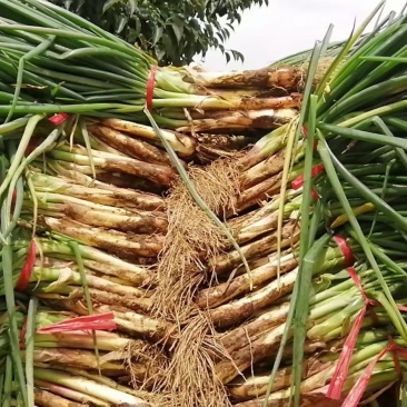 精品红葱，农葱叶绿杆粗，味道鲜美，牛羊肉的绝配，质优价廉