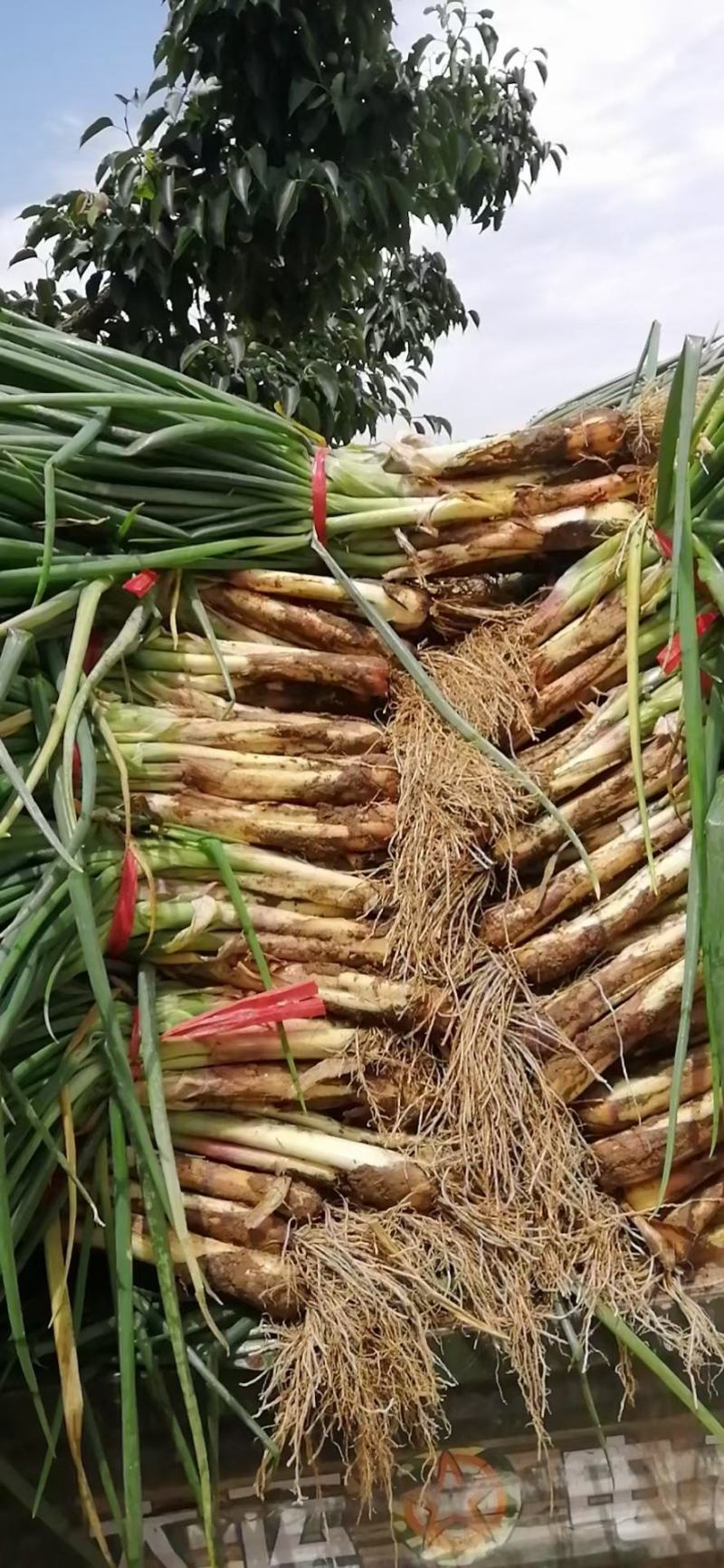 精品红葱，农葱叶绿杆粗，味道鲜美，牛羊肉的绝配，质优价廉