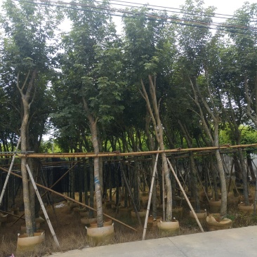 黄花风铃木多花品种