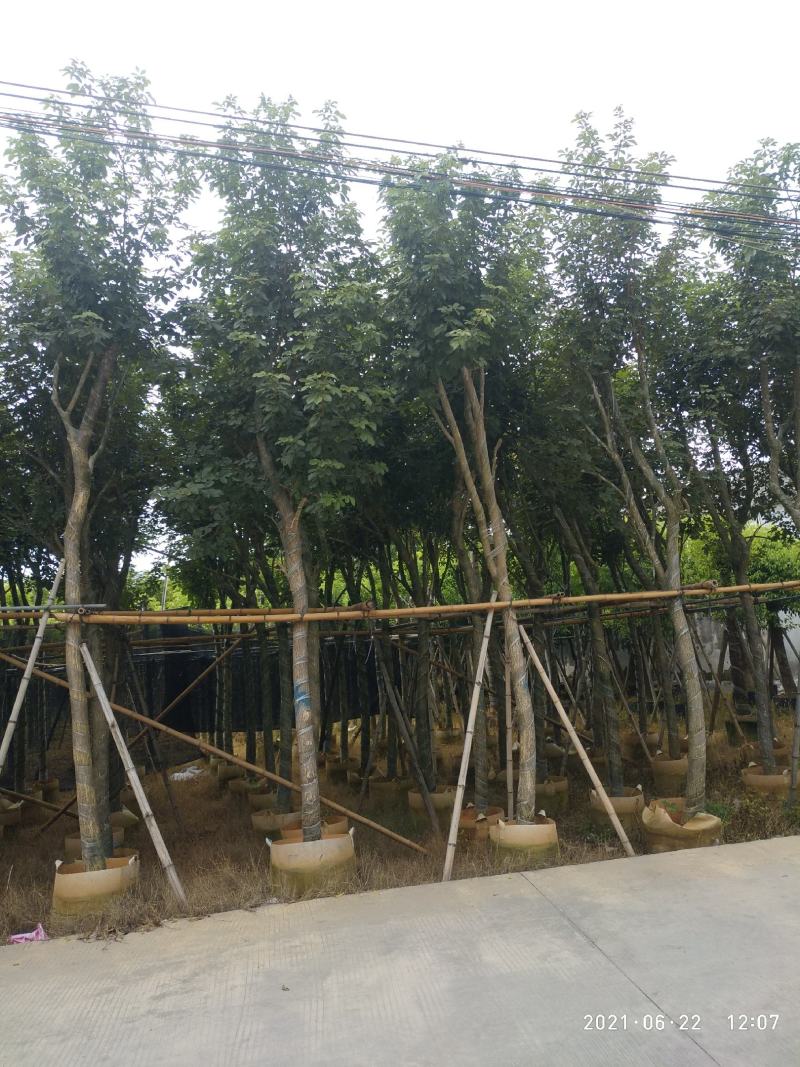 黄花风铃木多花品种