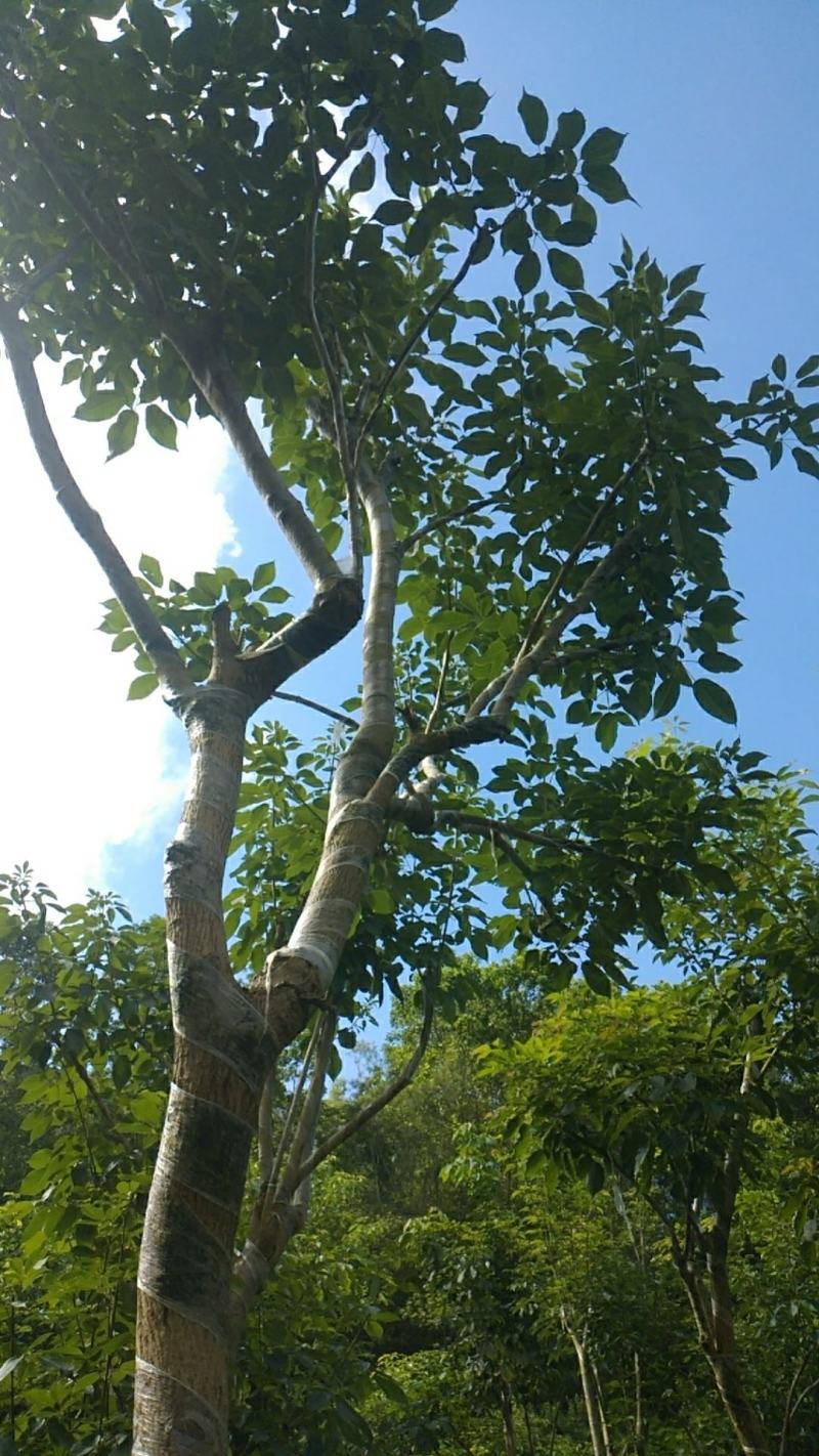 紫花风铃木