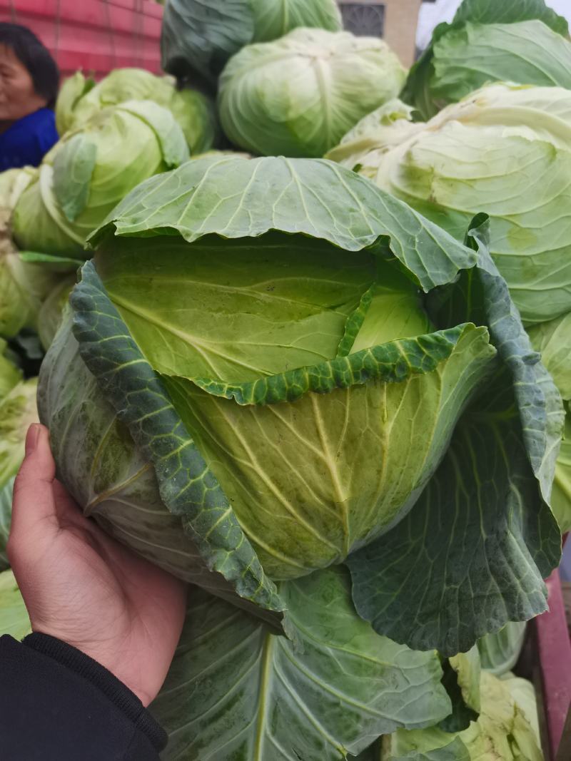 湖北省利川优质莲花白